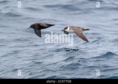 Sooty Shearwater (Puffinus griseus), a sinistra, e Great Shearwater (Puffinus gravis), a destra, in volo sopra l'Atlantico meridionale vicino a Tristan da Cunha Foto Stock