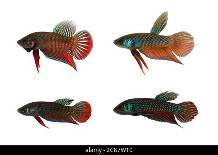 I 4 pesci selvaggi da combattimento siamesi. In alto a sinistra: Betta splendens, in alto a destra: B. smaragdina, in basso a sinistra: B. imbellis, in basso a destra: B. mahachaiensis Foto Stock