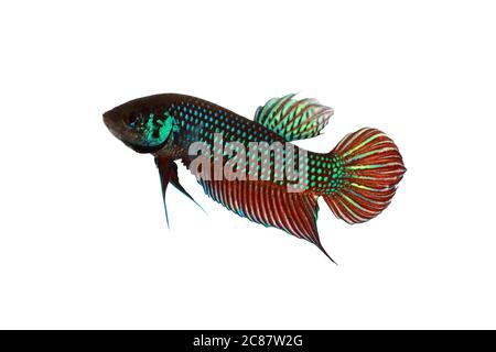 Pesce da combattimento siamese (tipo selvatico: Betta mahachaiensis) su sfondo bianco, B. mahachaiensis è stato scoperto nel 2012 dalla Thailandia, nel sud-est asiatico Foto Stock