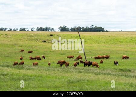 Allevamento di bovini di razza bovina in un campo o al pascolo in un'azienda agricola a Kwazulu Natal, Sudafrica Foto Stock