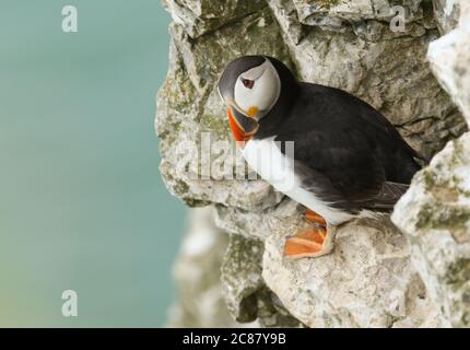 Un magnifico Puffin, Fratercola arctica, che si erge sulle scogliere che si affacciano sul mare. Foto Stock