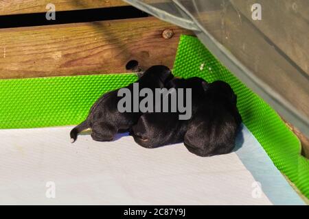 Quattro cuccioli di russell terrier del jack neonato in una scatola whelping con una lampada di riscaldamento Foto Stock