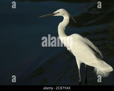 Grande airone bianco si trova ancora nel laghetto in attesa di caccia pesce Foto Stock