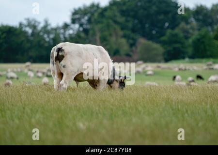 Mucche e tori pascolano su un pascolo in un prato verde, mangiano erba fresca. toro bianco in primo piano, mandria in background. Il concetto di bestiame e. Foto Stock