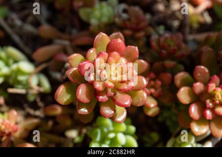Closeup di Sedum rubrotinctum o Sedum × rubrotinctum, comunemente noto come gelatine,[1] pianta di fagiolo di gelatina, o maiale e fagioli Foto Stock