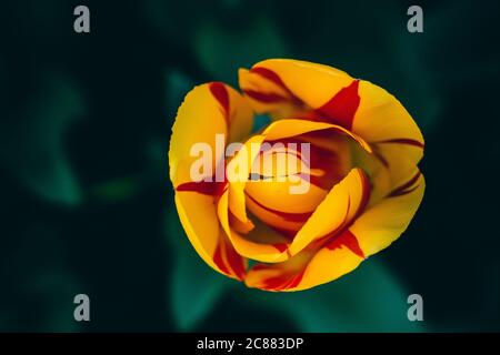 Bella immagine di un tulipano giallo e rosso preso dall'alto. Le foglie e i gambi di colore verde intenso si siedono sullo sfondo Foto Stock