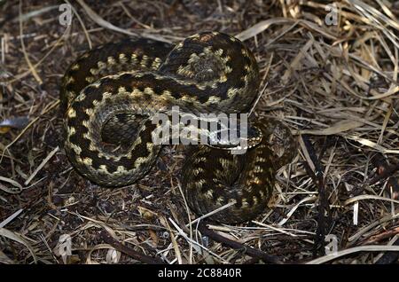 Adder Foto Stock