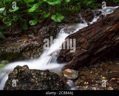 Flusso fluente uniformemente tra le rocce e grandi foglie verdi nella foresta. Foto Stock