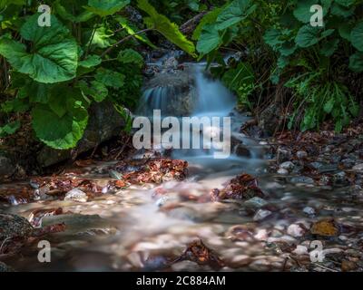 Flusso fluente uniformemente tra le rocce e grandi foglie verdi nella foresta. Foto Stock