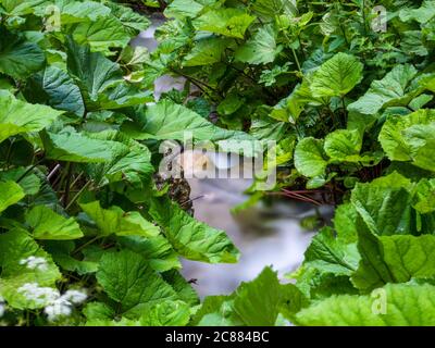 Flusso fluente uniformemente fra le foglie verdi grandi nella foresta. Foto Stock