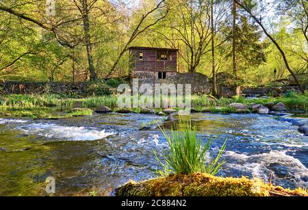Vista sul fiume che infuria fino alle rovine della foresta. Foto Stock