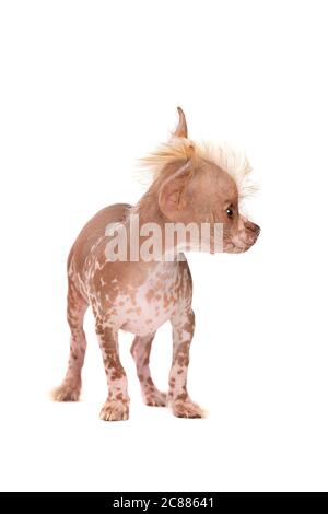 Cucciolo cinese di cane crestato di fronte a uno sfondo bianco Foto Stock
