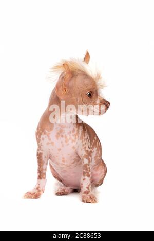 Cucciolo cinese di cane crestato di fronte a uno sfondo bianco Foto Stock