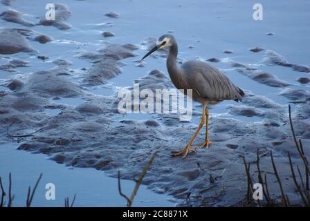 Airone bianco (Egretta novaehollandiae) pattugliamenti mudflats in mangrovie Foto Stock