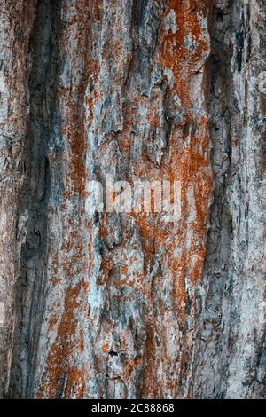 carta da parati vintage diventa una bella carta da parati astratta Foto Stock