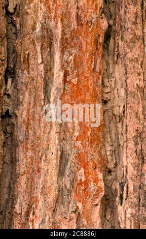 carta da parati vintage diventa una bella carta da parati astratta Foto Stock