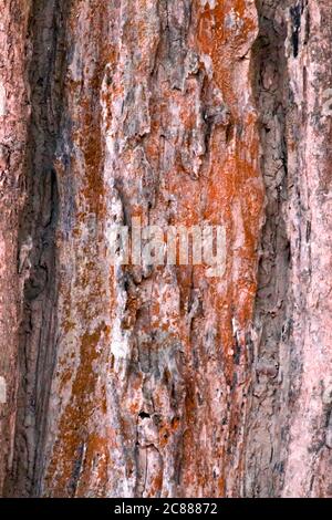 carta da parati vintage diventa una bella carta da parati astratta Foto Stock