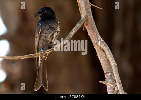 Un Drongo con coda a forchetta e puntate di bufy sputate si accosta alla ricerca di insetti che potrebbero deglutire in una tecnica nota come "caccia al salvia". T Foto Stock