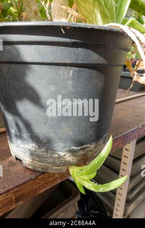 Un bambino di aloe vera var, chinensis (cucciolo) germogliato dal fondo di una pianta madre in una serra a Hounslow, Regno Unito. Foto Stock
