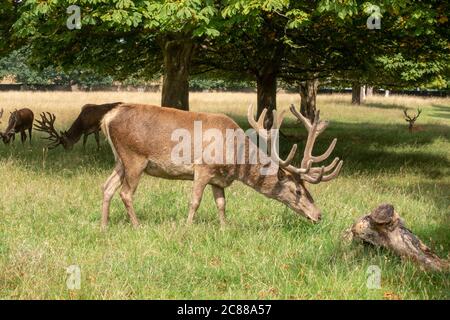 Un grande cervo rosso maschio pugnalato nel Bushy Park, Richmond upon Thames, Regno Unito. Foto Stock