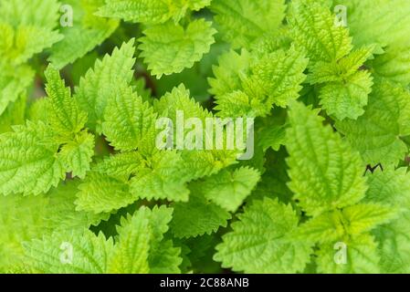 Verde selvatico punting erbacce ortiche Foto Stock