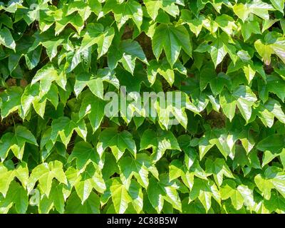 Сommon ivy (Hedera helix) su una texture di sfondo giornata di sole Foto Stock