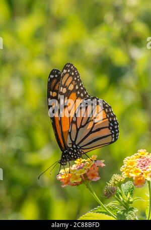 Farfalla monarca, (Danaus plexippus). Alghe mungenti, tigre comune, o vanderro, alimentazione marrone venato nero su pianta Lantana, Spagna. Foto Stock