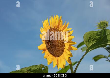Un grande girasole giallo e dorato con foglie verdi viste fiorire contro il cielo blu del mattino nel giardino all'aperto nel mese di luglio. Foto Stock