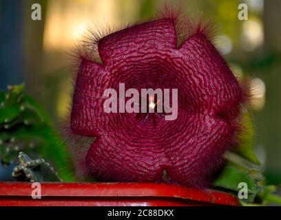 Stapelia gettleffii Foto Stock