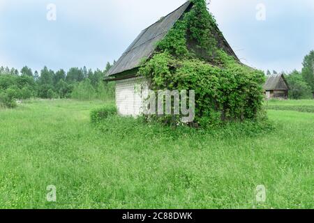 casa di villaggio antico nella foresta con foglie di uva selvatica Foto Stock