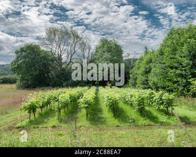 Piccolo vigneto danese vicino a Vingsted e Vejle, Danimarca Foto Stock