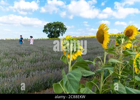 Una coppia cammina sul campo di girasole che si combina con un campo di lavanda. Campo d'estate. Foto Stock