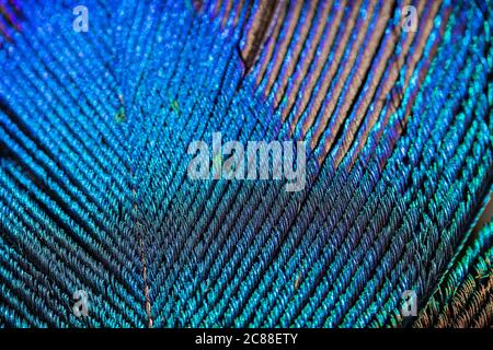 Foto macro estrema di una piuma di pavone caratterizzata da colori e texture vivaci. Sfondo texture. Foto Stock
