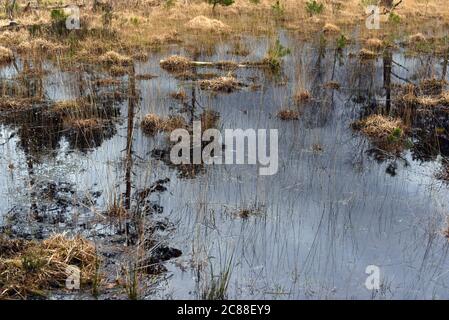 Gli alberi si riflettono in acqua still sulle creste di Chobham a Camberley, dopo la recente pioggia in Surrey Foto Stock