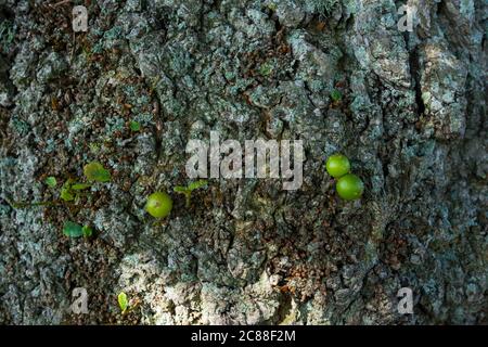 Palline verdi piccole su un albero di quercia inglese, Regno Unito. Foto Stock
