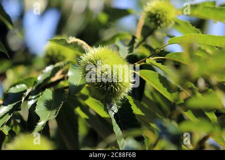 castagno nel riccio sull'albero Foto Stock