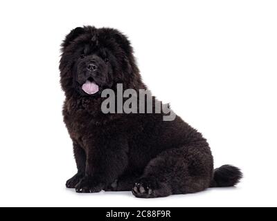 Maestoso cucino nero pieno Chow Chow, seduto lungo le strade laterali. Guardando verso la fotocamera. Bocca aperta e lingua blu fuori. Foto Stock