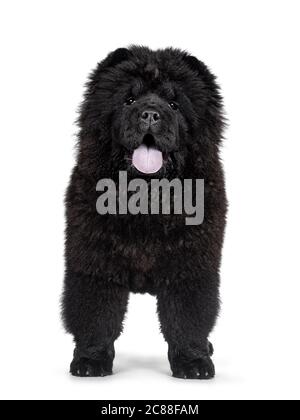 Maestoso cucino nero pieno Chow Chow, in piedi davanti. Guardando verso la fotocamera. Bocca aperta e lingua blu fuori. Foto Stock