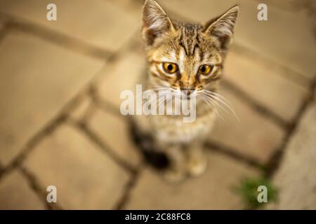 Simpatico gattino seduto sul marciapiede in pietra a mosaico. Foto Stock