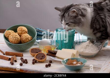 Biscotti fatti in casa con latte su un tavolo di legno bianco. il gatto beve il latte dal bicchiere tra gli ingredienti per la preparazione di noci ricoperte di cioccolato Foto Stock