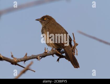 Il Babbler con la freccia si muove in giro in gruppi familiari estesi rumorosi. La razza alpha pair e i giovani della stagione precedente saranno a disposizione per aiutare Foto Stock