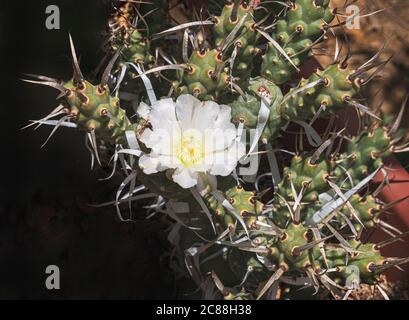 cima di una colonna vertebrale di carta pianta di cholla cactus con un unico fiore bianco circondato da spine di papà e segmenti ramificati Foto Stock