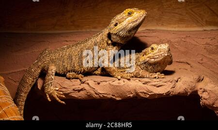 Due draghi bearded seduti nel loro terrarium. Guardano il fotografo. Foto Stock