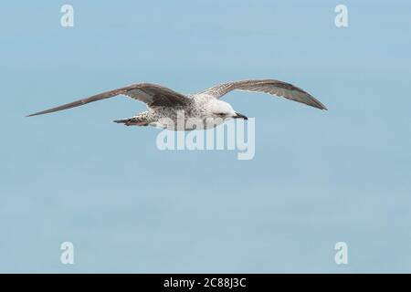 Larus michahellis.Bird che costruiscono i loro nidi sull'isola di Berlenga e può essere visto in Cabo Carvoeiro. Anche lungo la costa portoghese di Madeira, Azzorre. Foto Stock