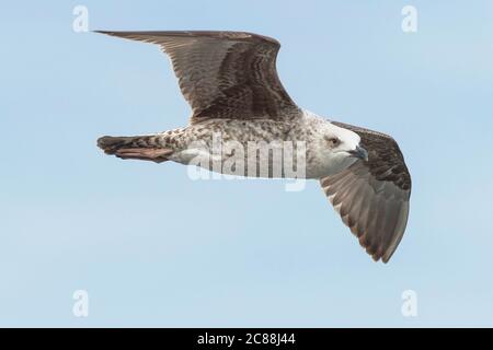 Larus michahellis.Bird che costruiscono i loro nidi sull'isola di Berlenga e può essere visto in Cabo Carvoeiro. Anche lungo la costa portoghese di Madeira, Azzorre. Foto Stock