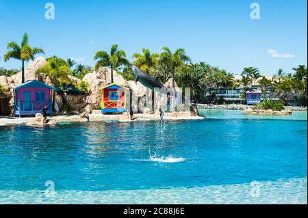 Un singolo delfino che salpava fuori dall'acqua allo spettacolo Sea World al Surfers Paradise a Queensland, Australia. Foto Stock