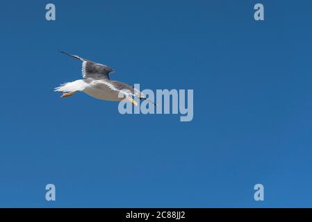 Larus michahellis.Bird che costruiscono i loro nidi sull'isola di Berlenga e può essere visto in Cabo Carvoeiro. Anche lungo la costa portoghese di Madeira, Azzorre. Foto Stock