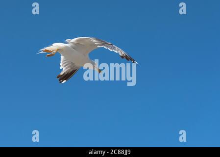 Larus michahellis.Bird che costruiscono i loro nidi sull'isola di Berlenga e può essere visto in Cabo Carvoeiro. Anche lungo la costa portoghese di Madeira, Azzorre. Foto Stock