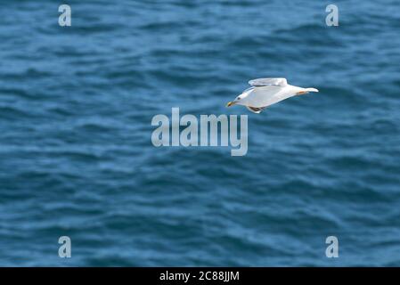 Larus michahellis.Bird che costruiscono i loro nidi sull'isola di Berlenga e può essere visto in Cabo Carvoeiro. Anche lungo la costa portoghese di Madeira, Azzorre. Foto Stock