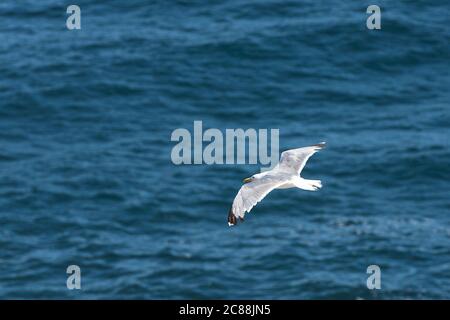 Larus michahellis.Bird che costruiscono i loro nidi sull'isola di Berlenga e può essere visto in Cabo Carvoeiro. Anche lungo la costa portoghese di Madeira e Azzorre. Foto Stock